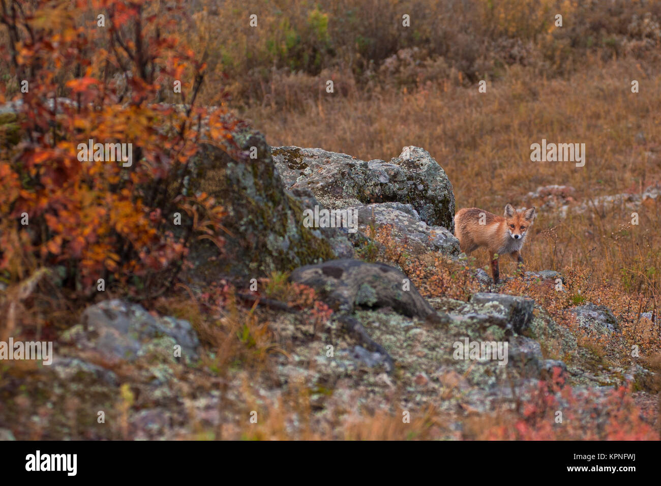 Red fox in taiga Stock Photo - Alamy