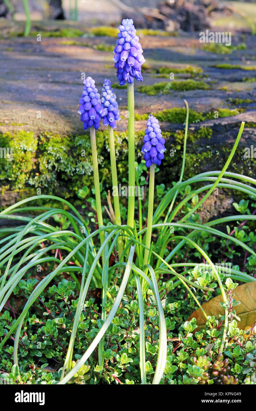 blooming grape hyacinths muscari botryoides in the natural garden Stock Photo