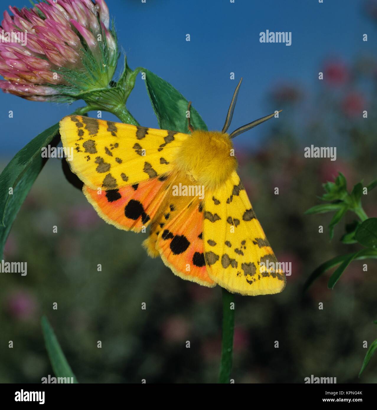 Einheimische nachtfalter hires stock photography and images Alamy