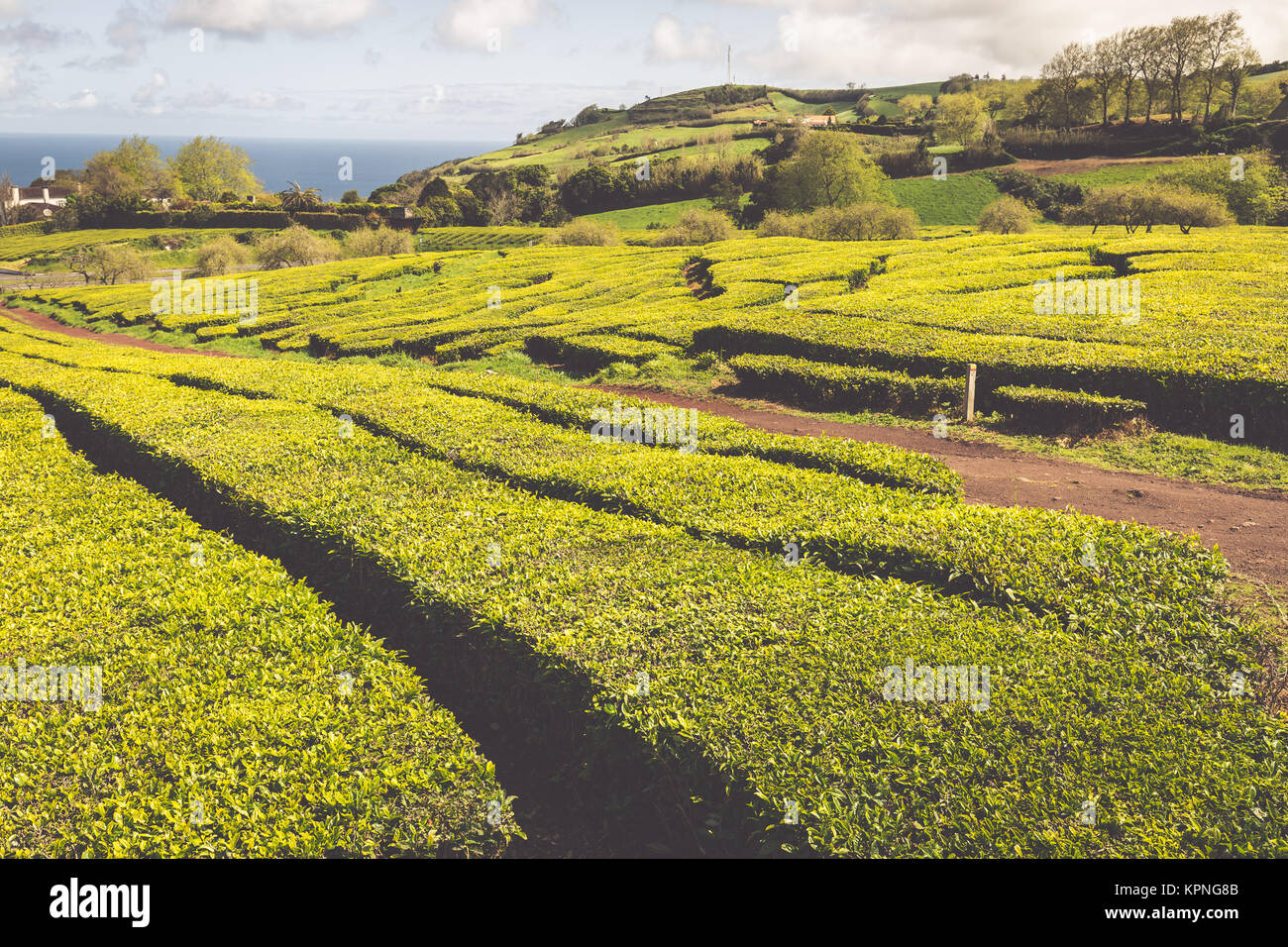 Azores Tea Portugal Azores Islands Sao Miguel tea plantation Stock Photo - Alamy
