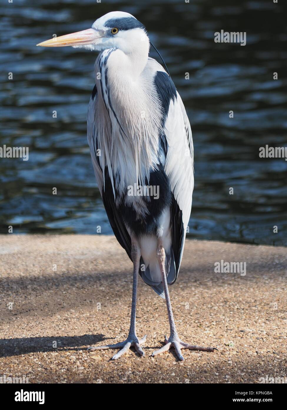 gray heron Stock Photo