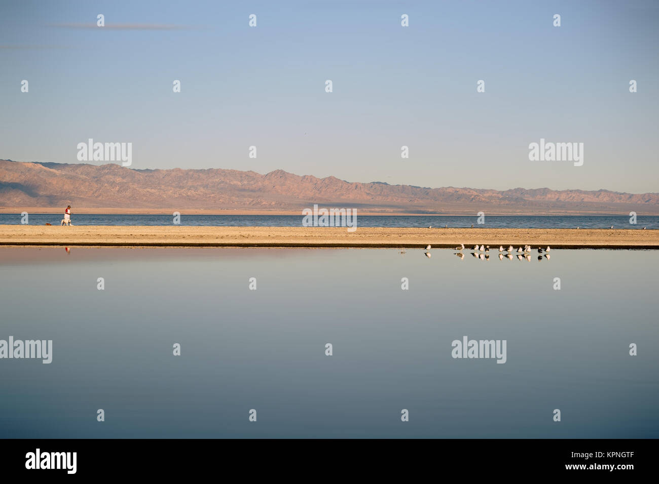 Ein Fußgänger geht in der Ferne mit seinen Hunden am Saltonsee spazieren, in dem sich eine Brutkolonie von Wasservögeln im See spiegelt. Stock Photo