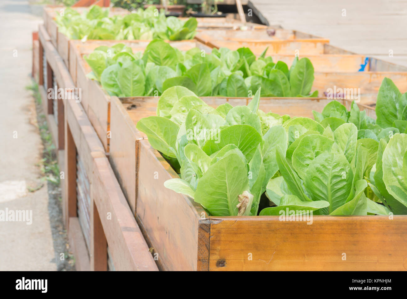 Organic vegetable growing in wooden box Stock Photo - Alamy