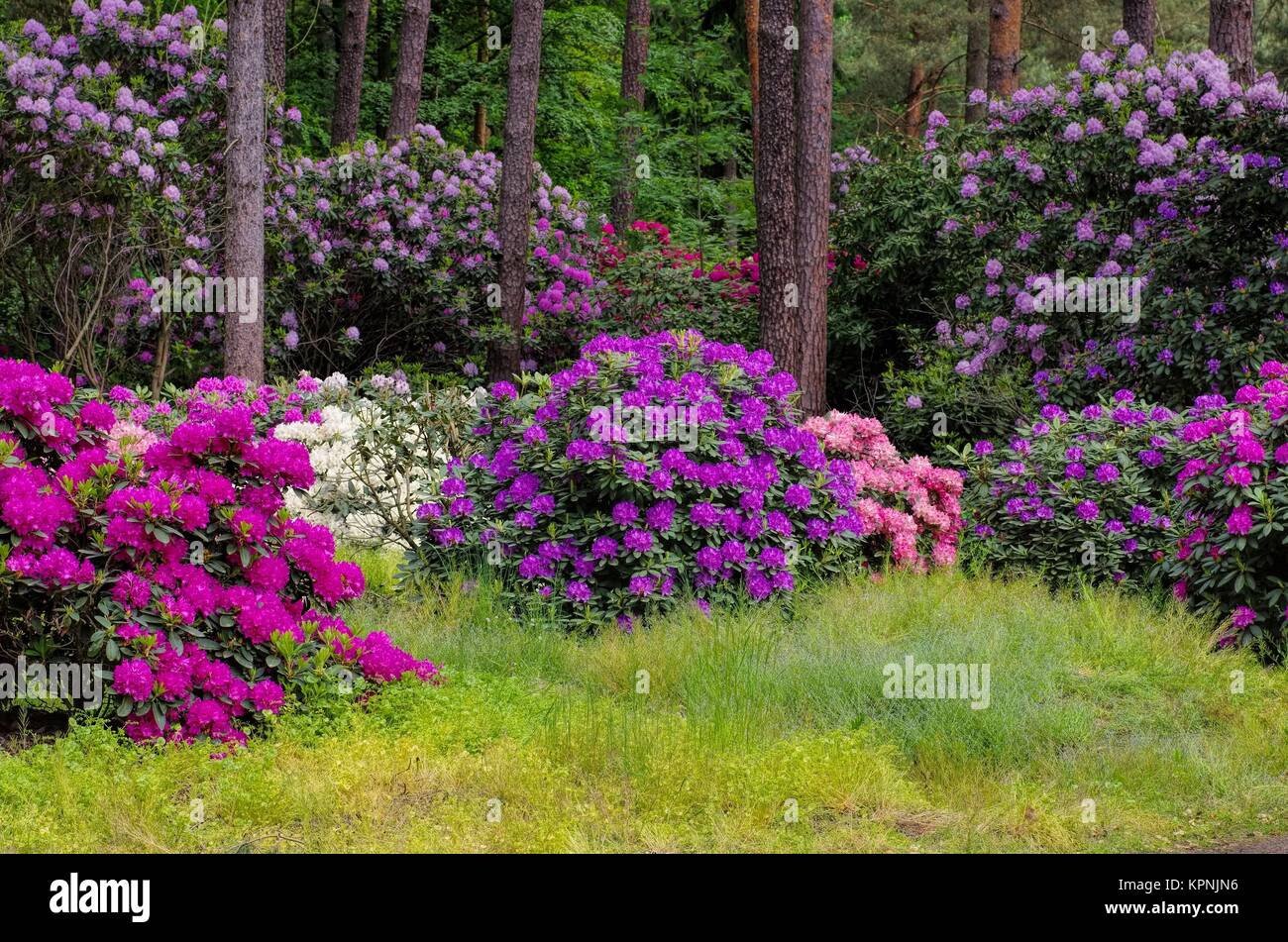 Spring Rhododendron rhododendron in spring - rhododendron plants in spring Stock Photo - Alamy