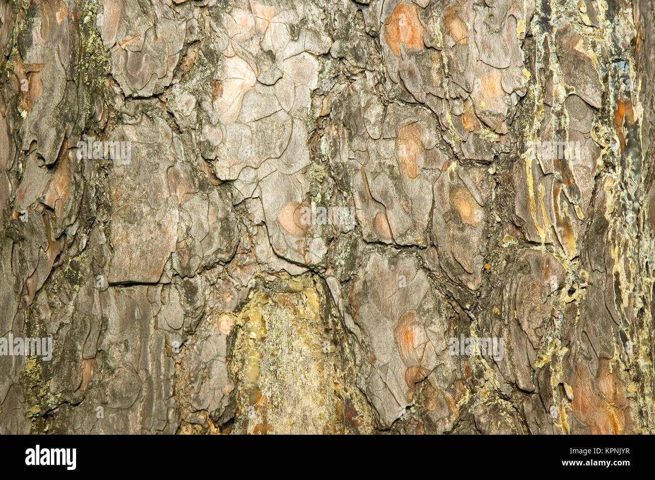 Imitation tree bark hires stock photography and images Alamy