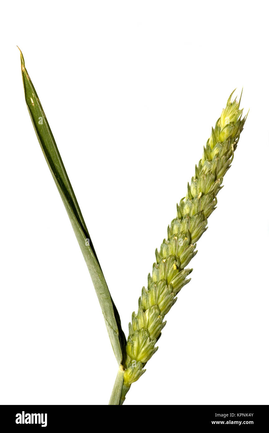 Grain Wheat Isolated Stock Photo - Alamy