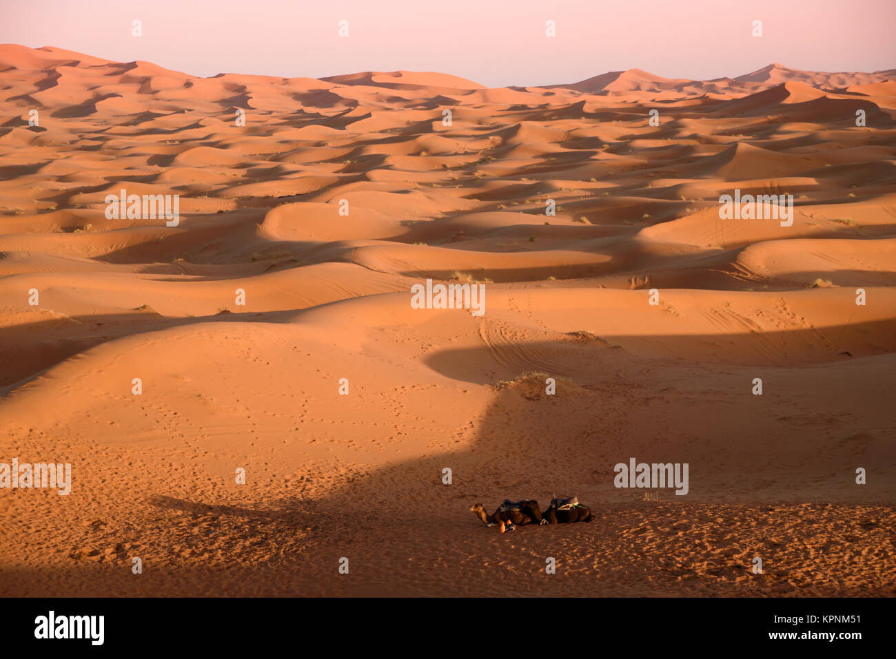 Camels at the dunes, Morocco, Sahara Desert Stock Photo - Alamy