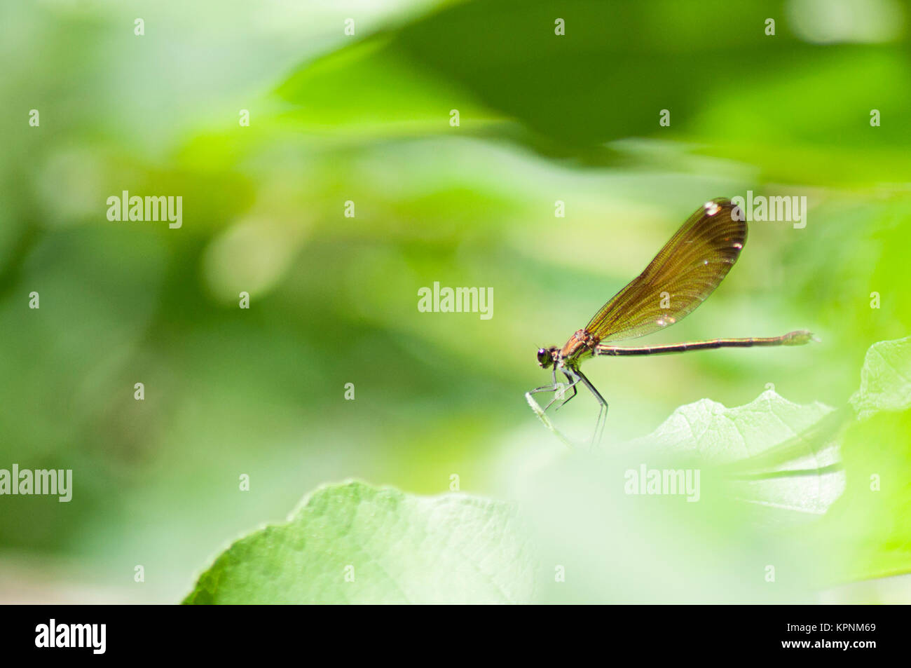 brown dragonfly resting on a leaf Stock Photo - Alamy
