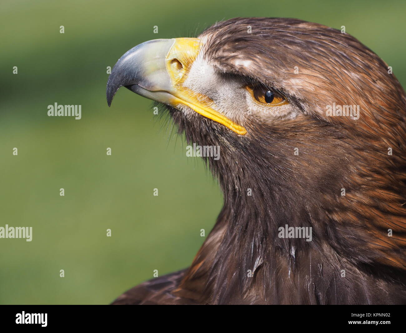 Echte adler hi-res stock photography and images - Alamy