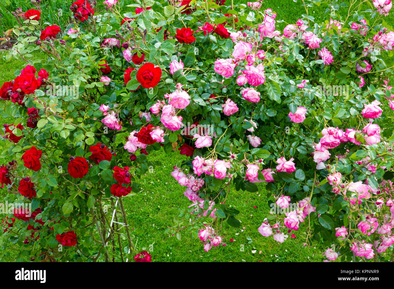 Beautiful Red And Pink Climbing Roses In Summer Garten Stock Photo