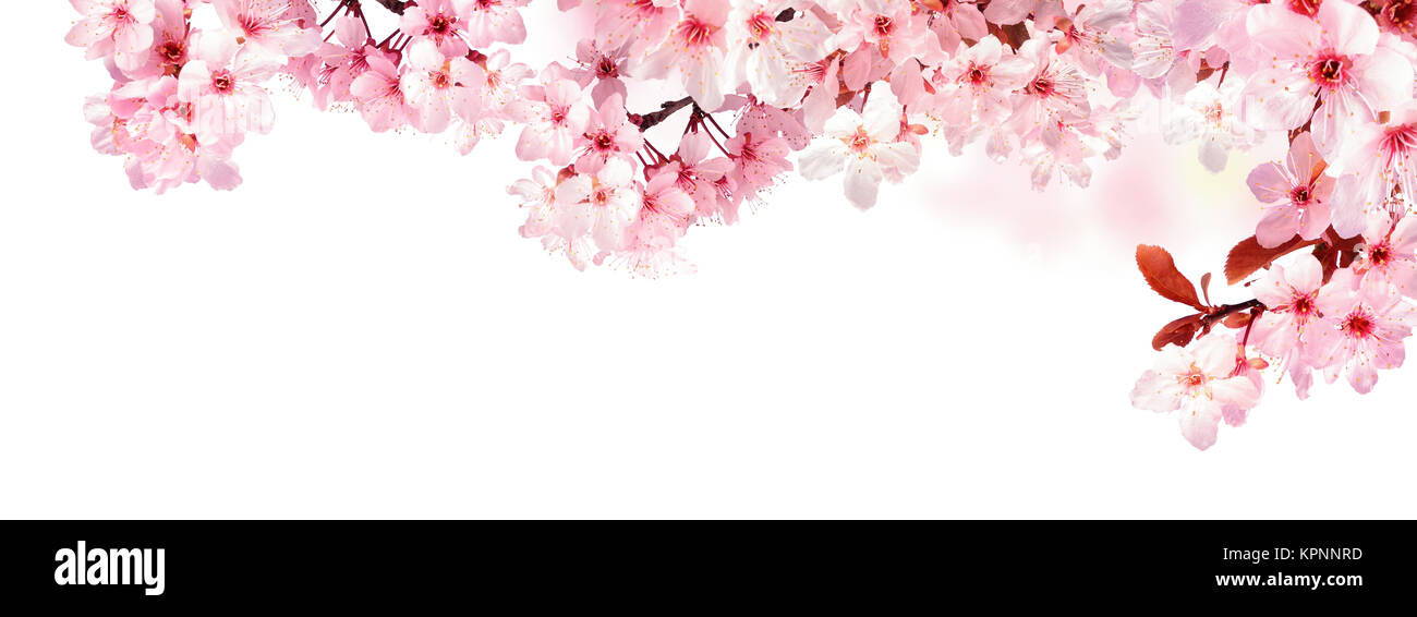 Dreamy cherry blossoms as a natural border, studio isolated on pure white background, panorama format Stock Photo