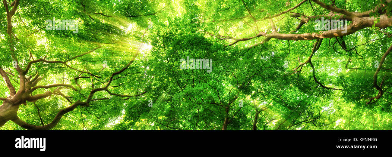 sun rays shine through canopy of tall trees Stock Photo