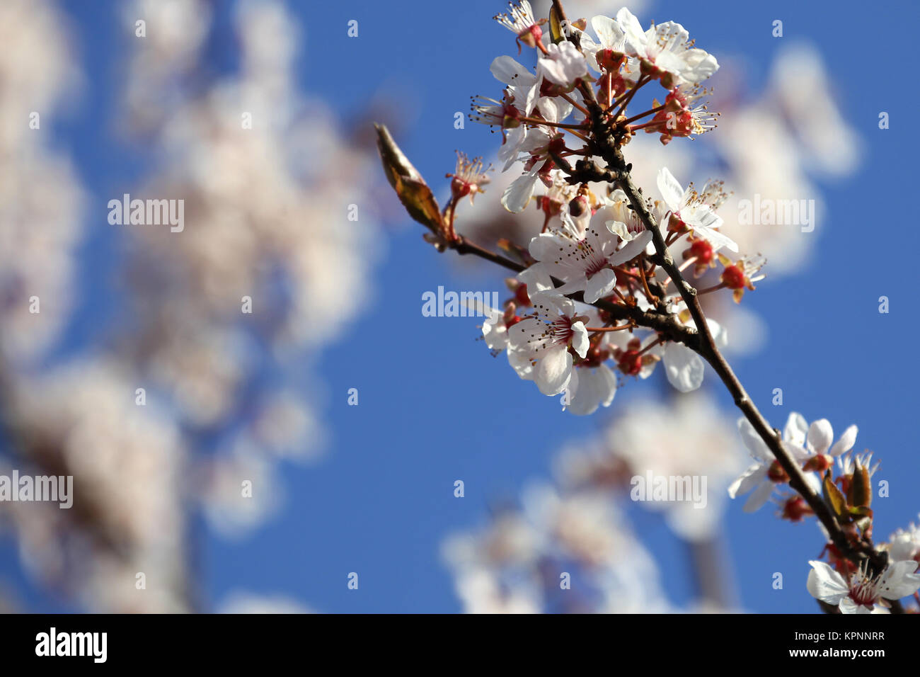 Flowers on an apple tree in spring Stock Photo
