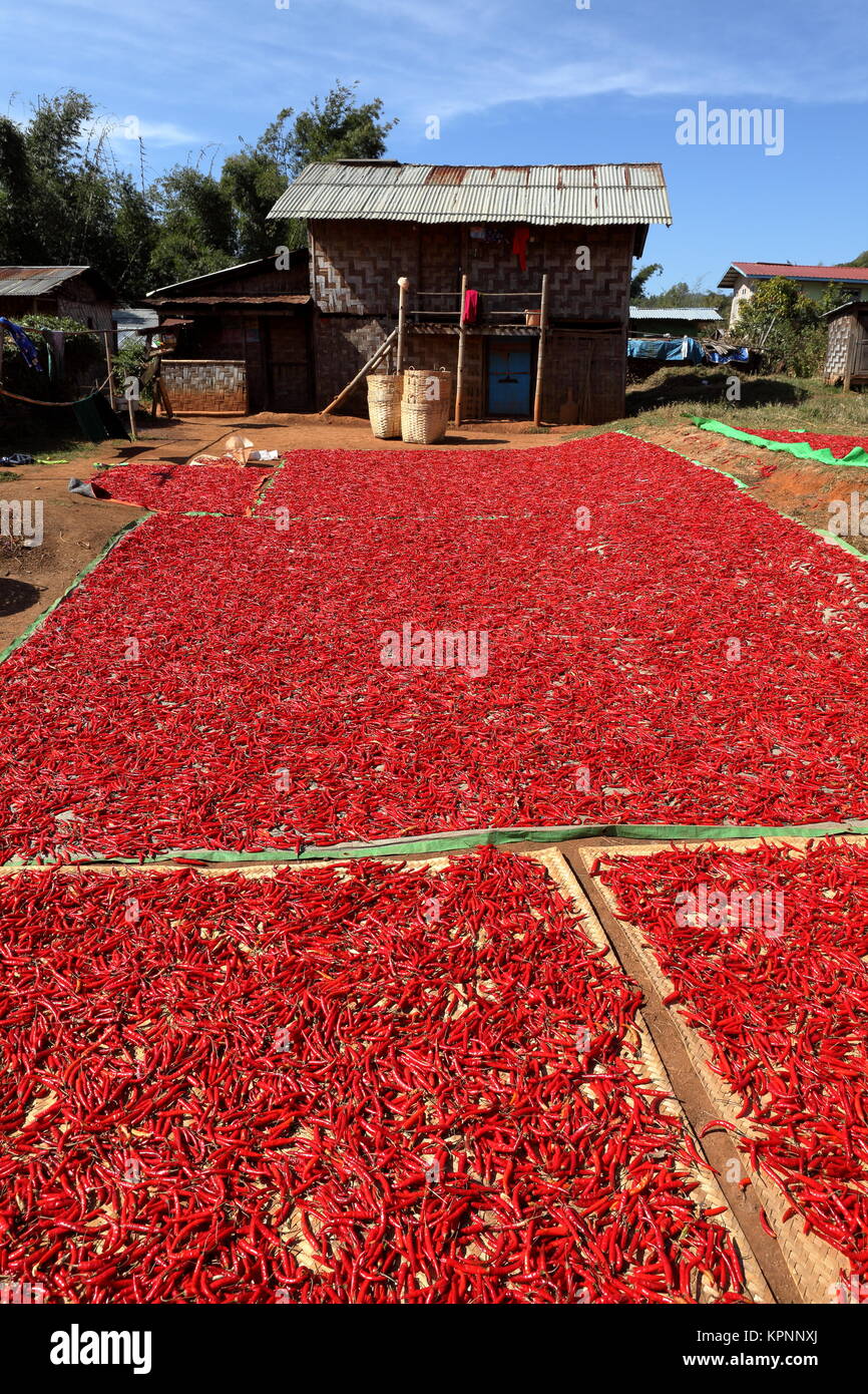 Chili Harvest in Myanmar Stock Photo Alamy