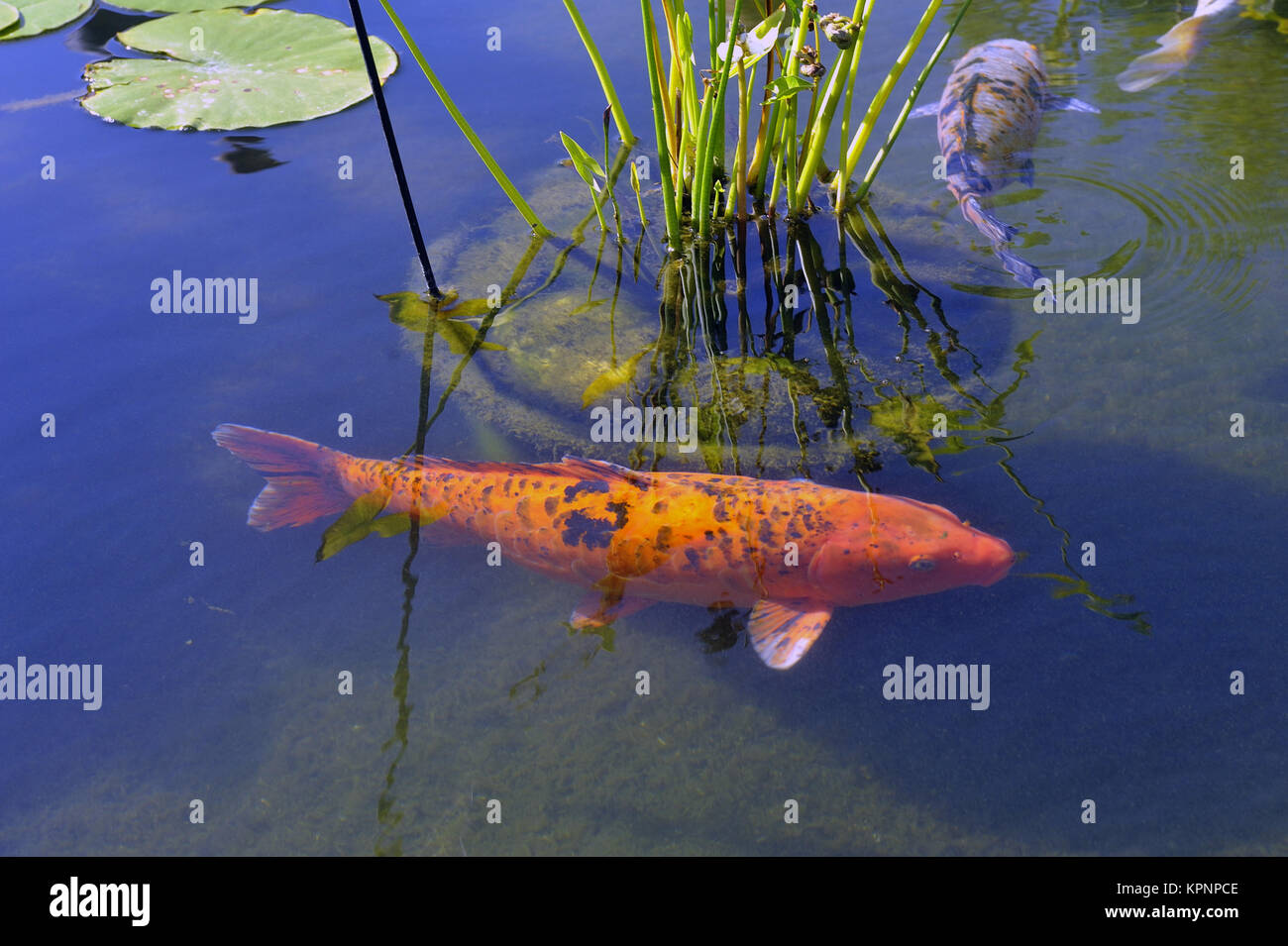 Decorative Basin Anduze bamboo garden Stock Photo Alamy