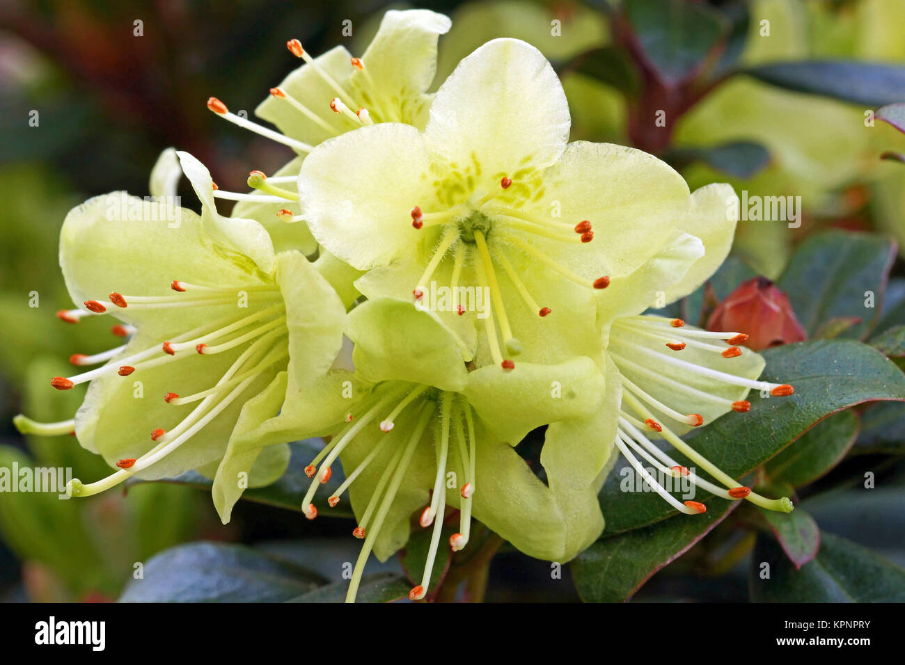 Rhododendron Princess Anne Stock Photo