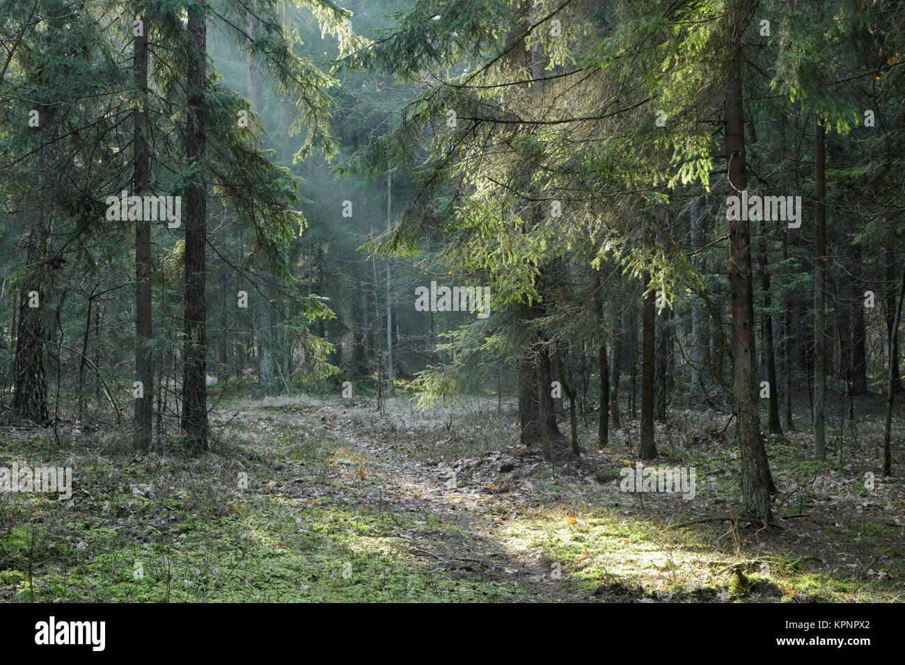 Coniferous stand of Bialowieza Forest in sunset Stock Photo