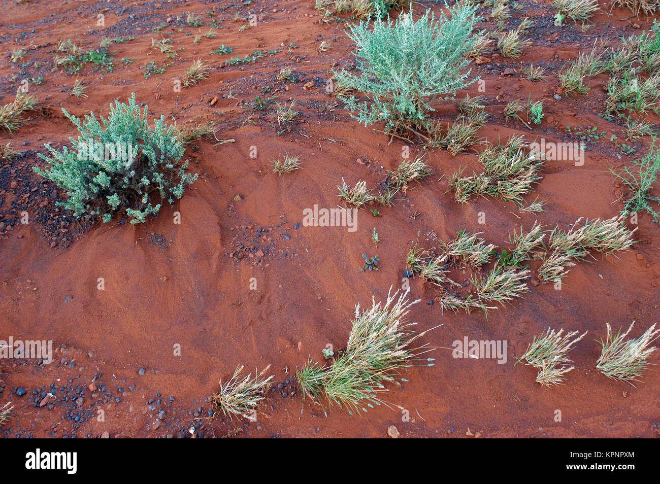 The Australian bush Stock Photo Alamy