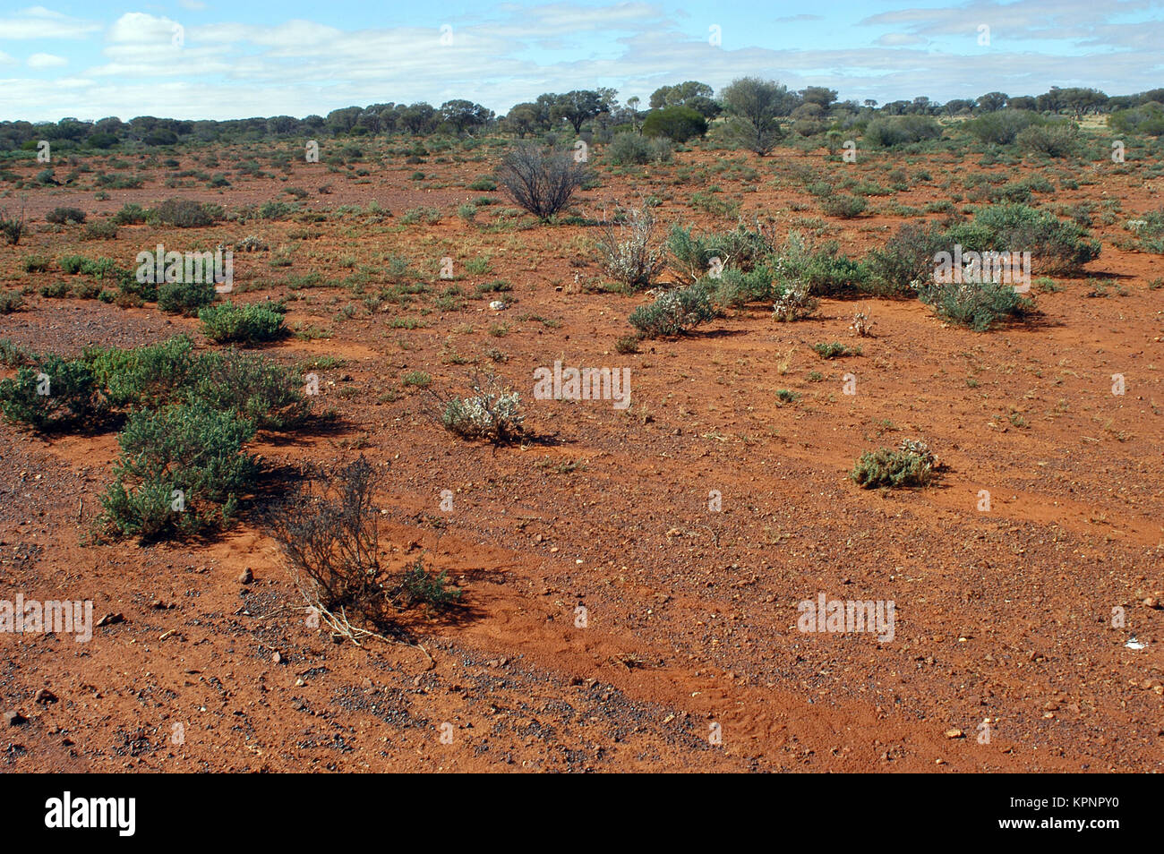 The Australian bush Stock Photo Alamy