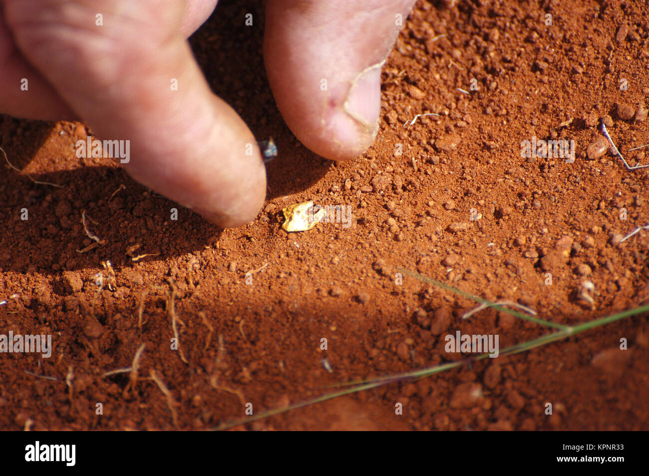 To Find A Gold Nugget Stock Photo Alamy