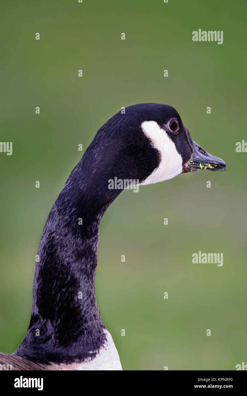 Canadian Goose eating grass head neck looking to right and to back of frame selective focus foreground grass background Stock Photo Alamy