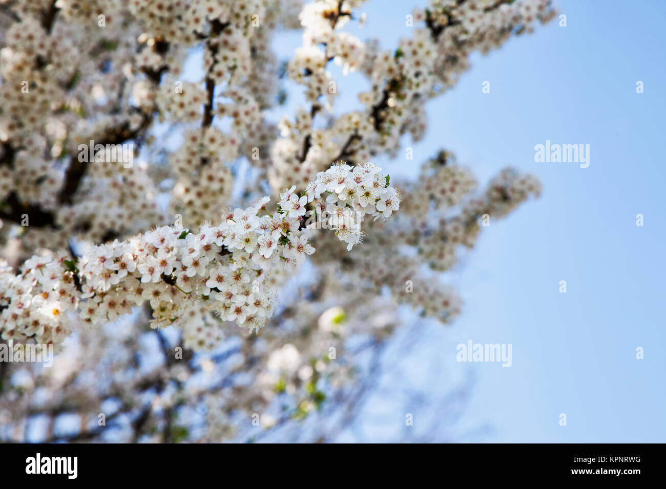 Cherry blossoms black field hi-res stock photography and images - Alamy