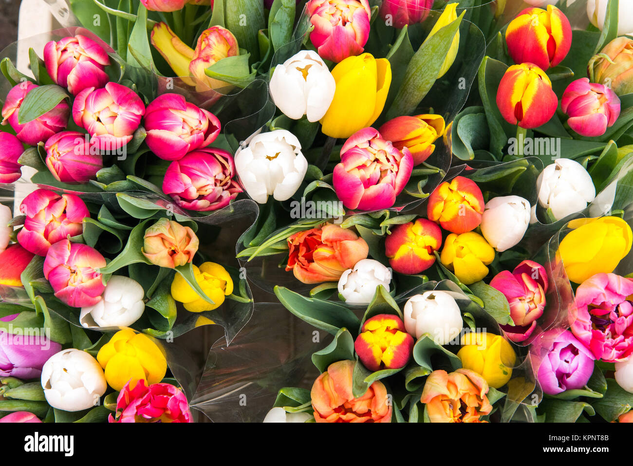 colorful tulips for sale at the flower market Stock Photo Alamy