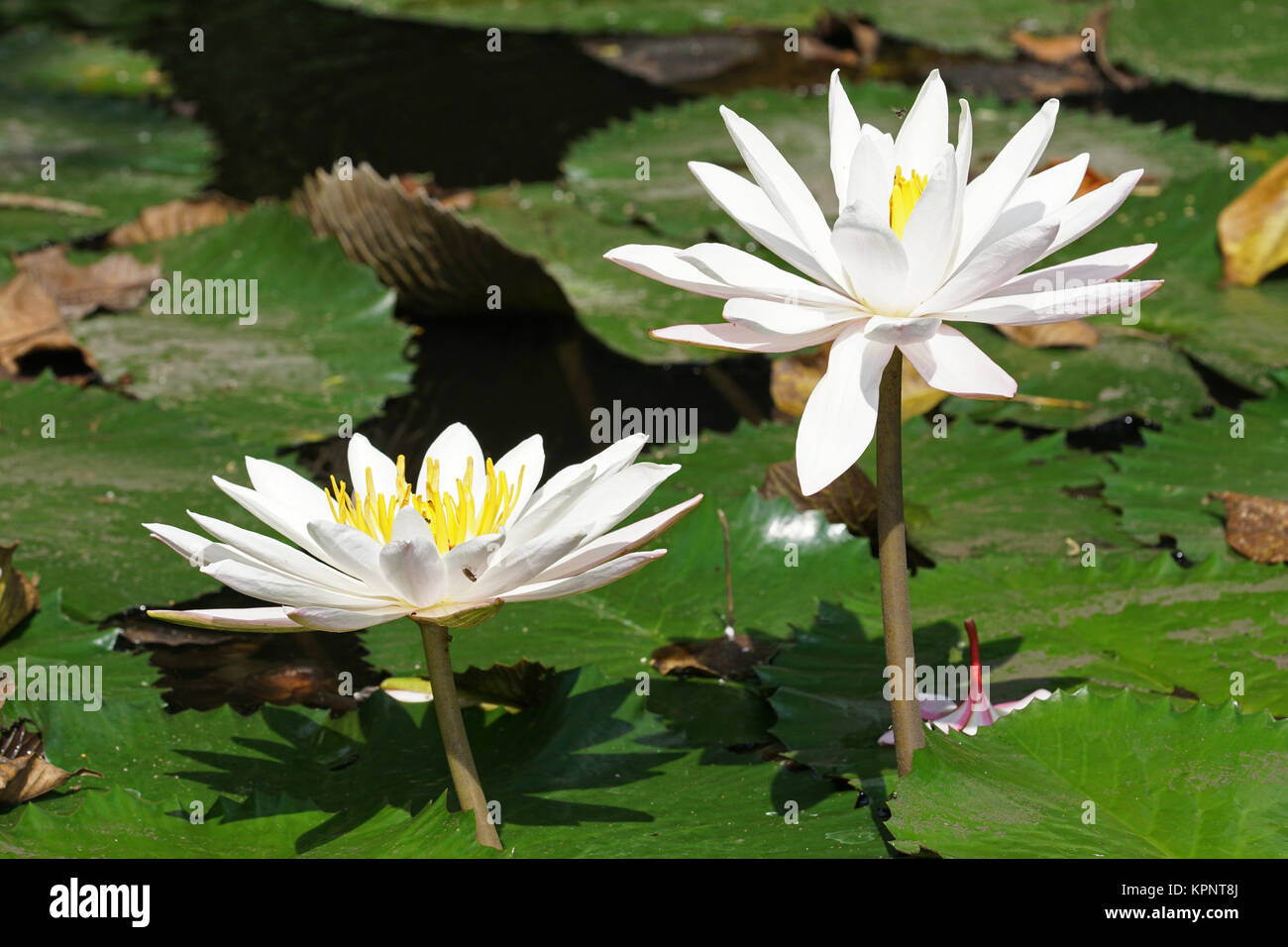 Seerose, Blumen der Insel Bali, Indonesien Stock Photo