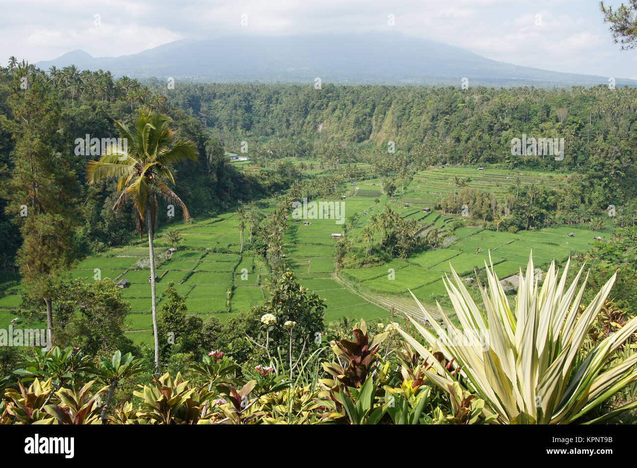 Reisfelder, Bali, Indonesien Stock Photo