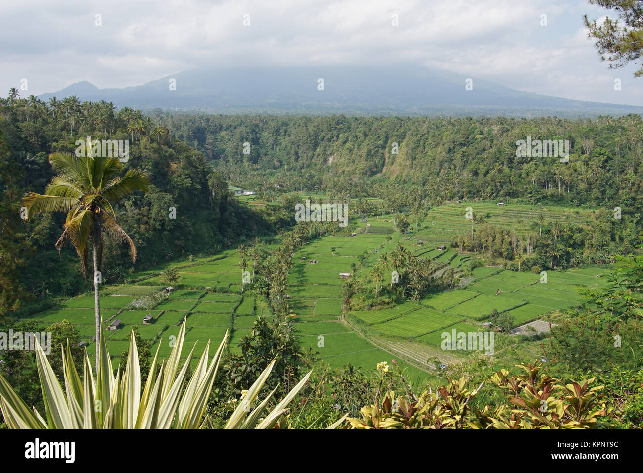 Rice field, Bali, Indonesia, Asia Stock Photo - Alamy