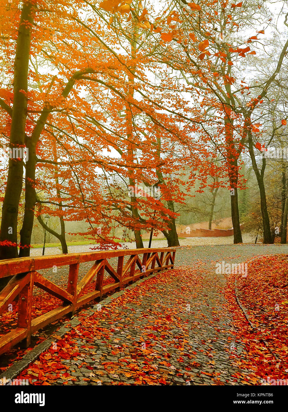 Anger Passende Boghandel Autumn. Fall scene. Beautiful Autumnal park. Beauty nature scene. Autumn  Trees and Leaves, in Sunlight Stock Photo - Alamy