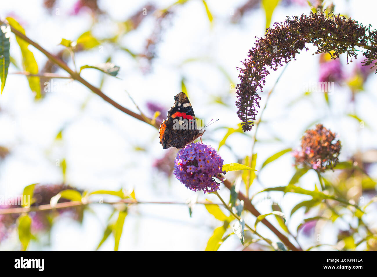 peacock butterfly on flower Stock Photo - Alamy