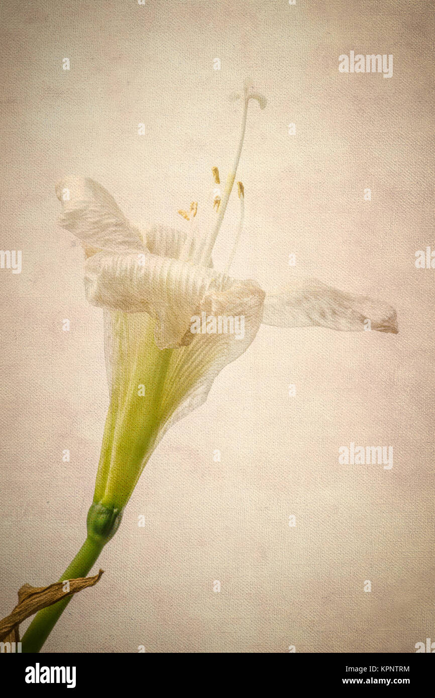 blooming amaryllis flower Stock Photo