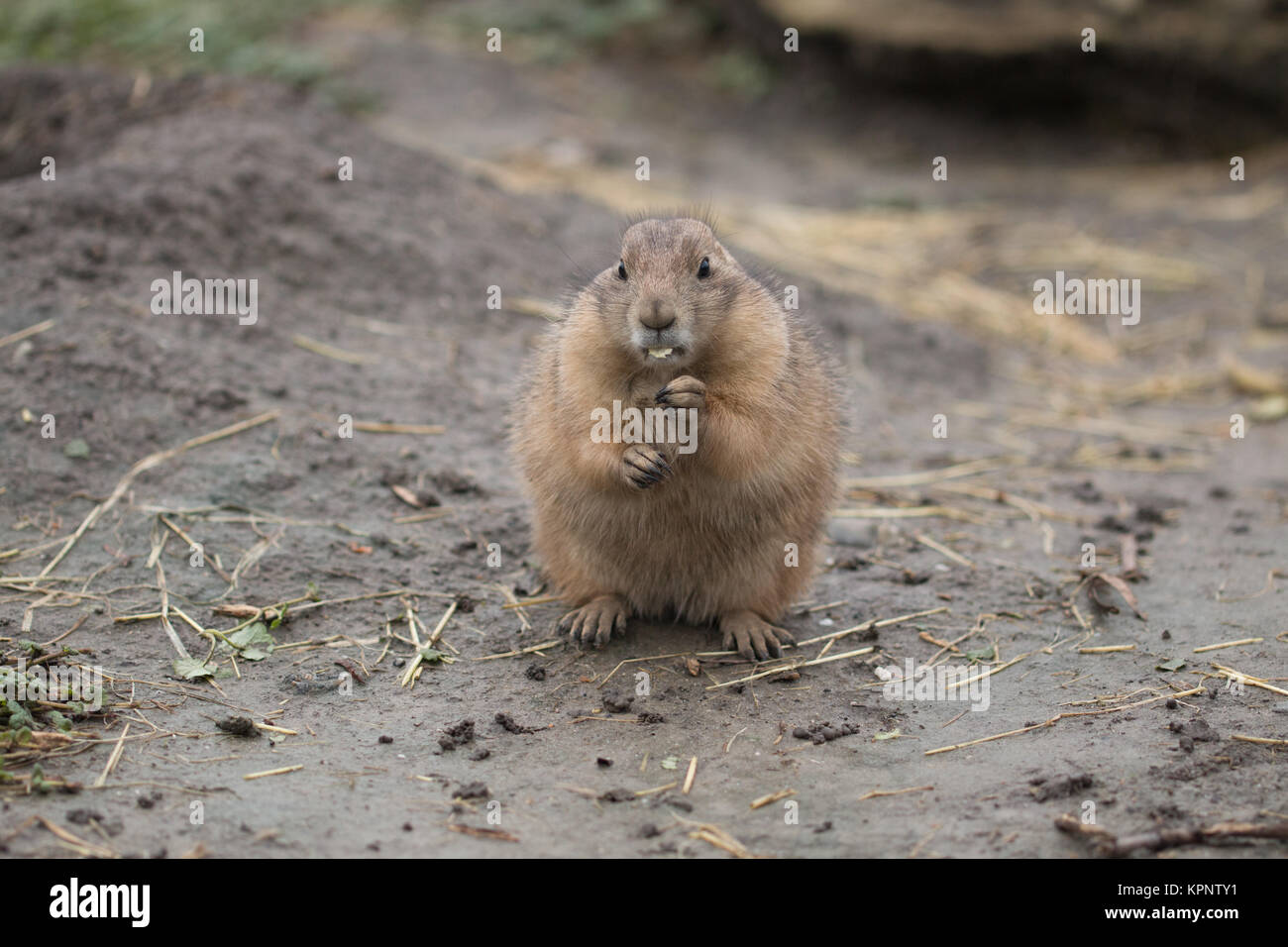 Prairy dog eating Stock Photo - Alamy
