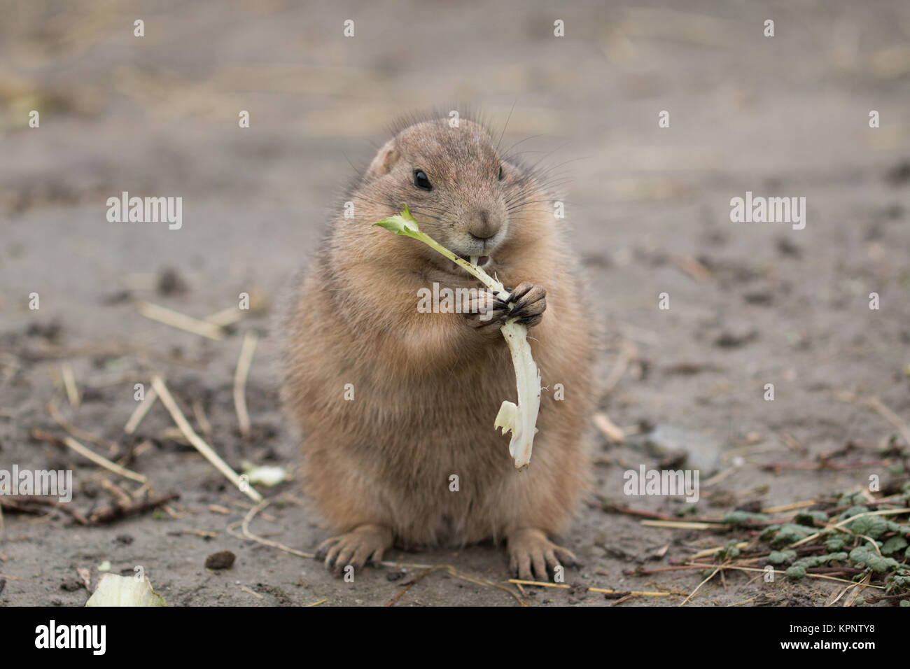 prairy dog eating Stock Photo - Alamy