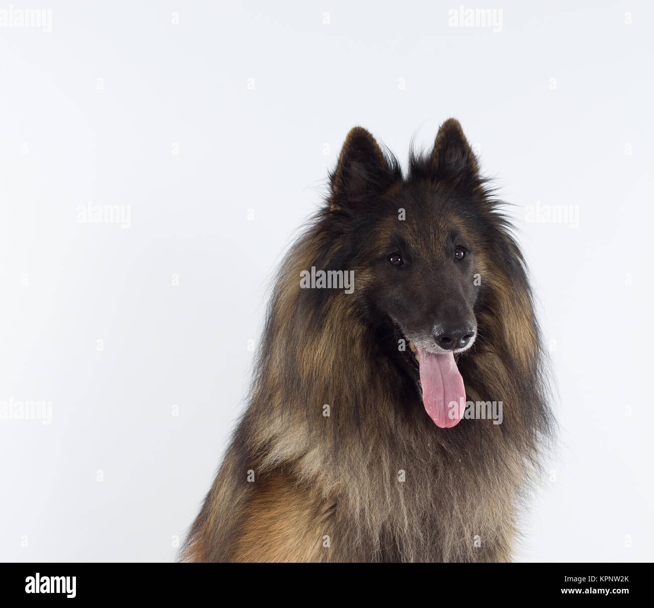 Belgian Shepherd Tervuren dog head shot, white studio background Stock Photo