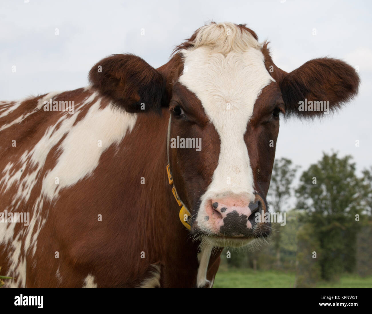 Black and white bull cow hi-res stock photography and images - Alamy