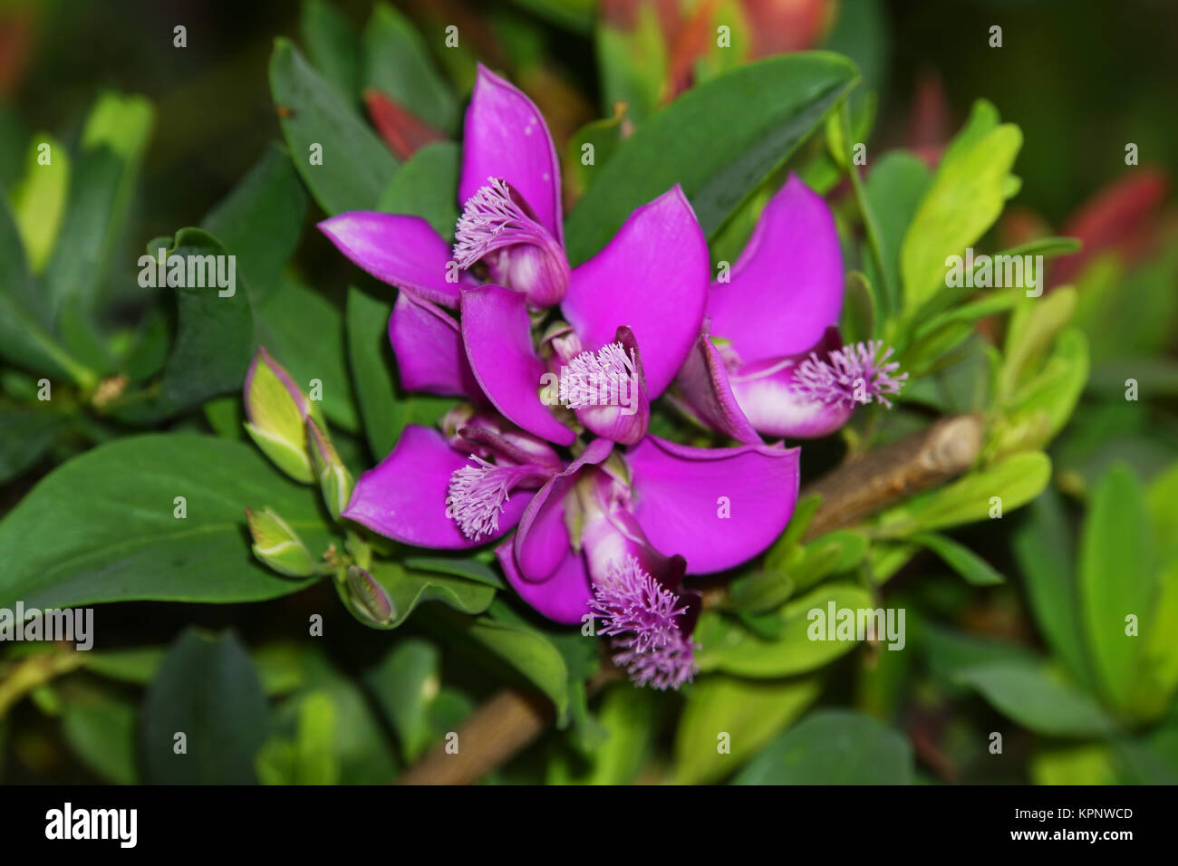 Kreuzblume, Polygala dalmaisiana (Polygala myrtifolia var. grandiflora x Polygala oppositifolia var. cordata), Funchal, Madeira, Portugal Stock Photo