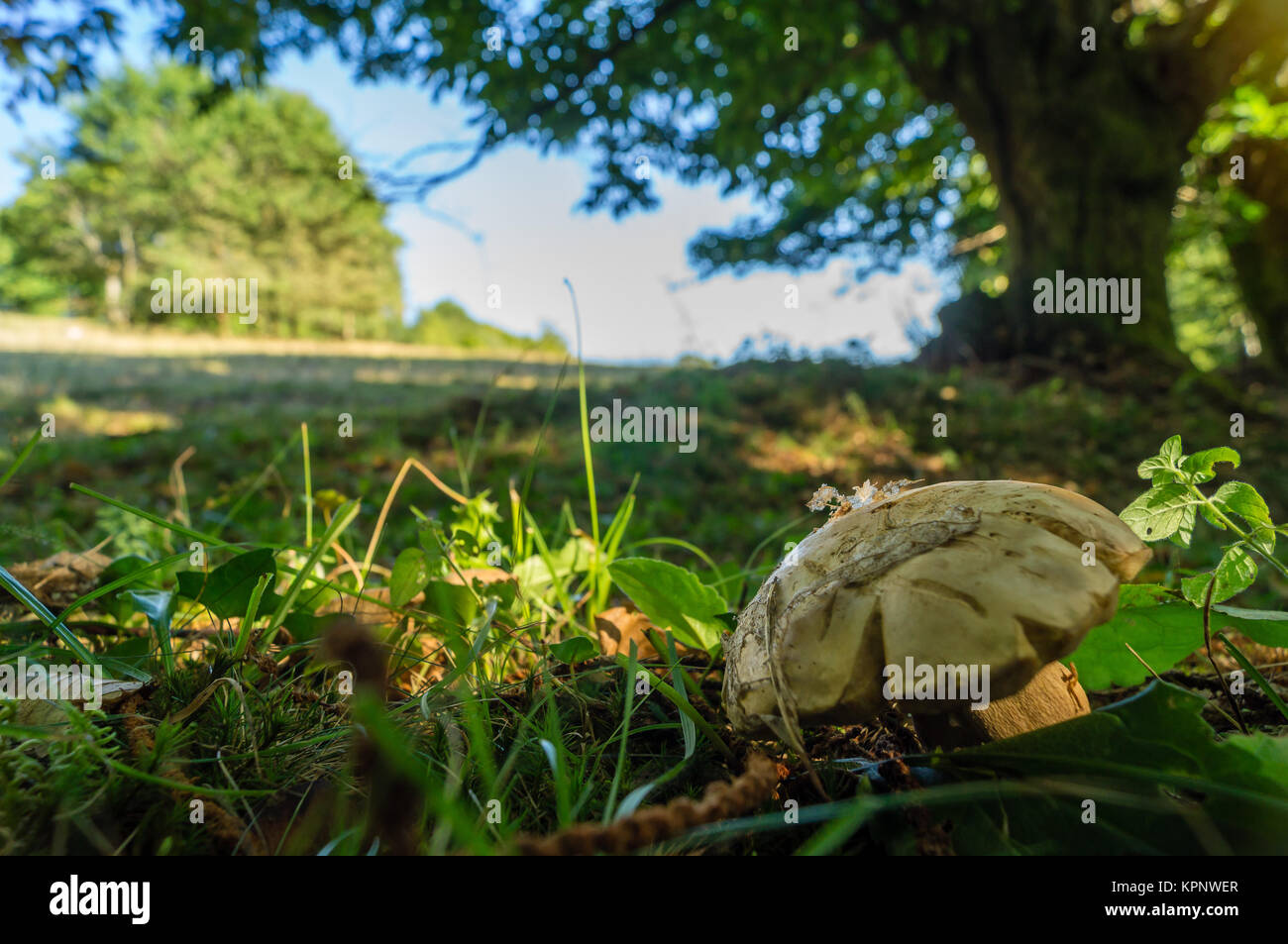 A cep in the grass at the limit of the forest and meadow Stock Photo