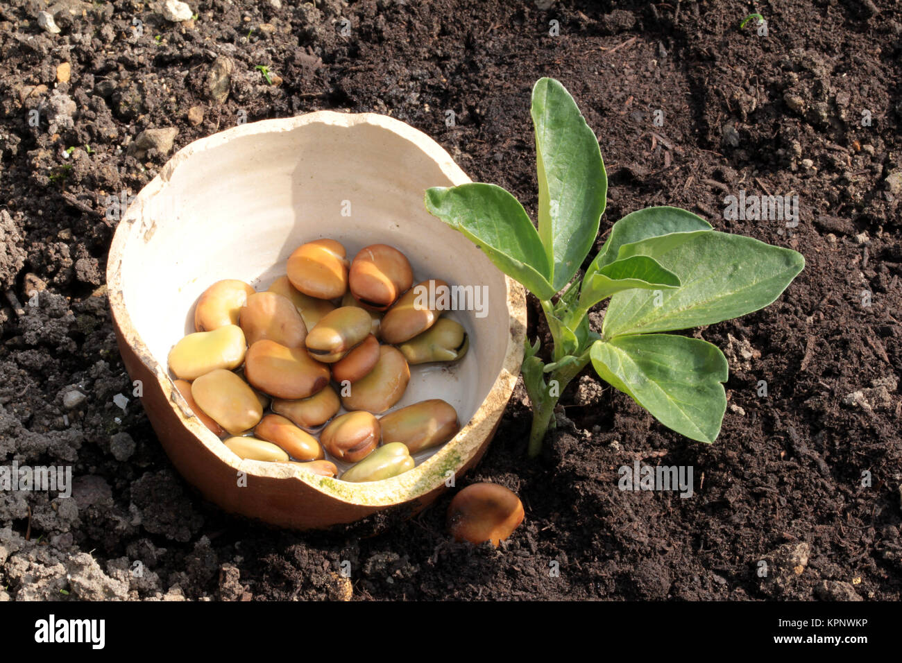 plant thick beans Stock Photo