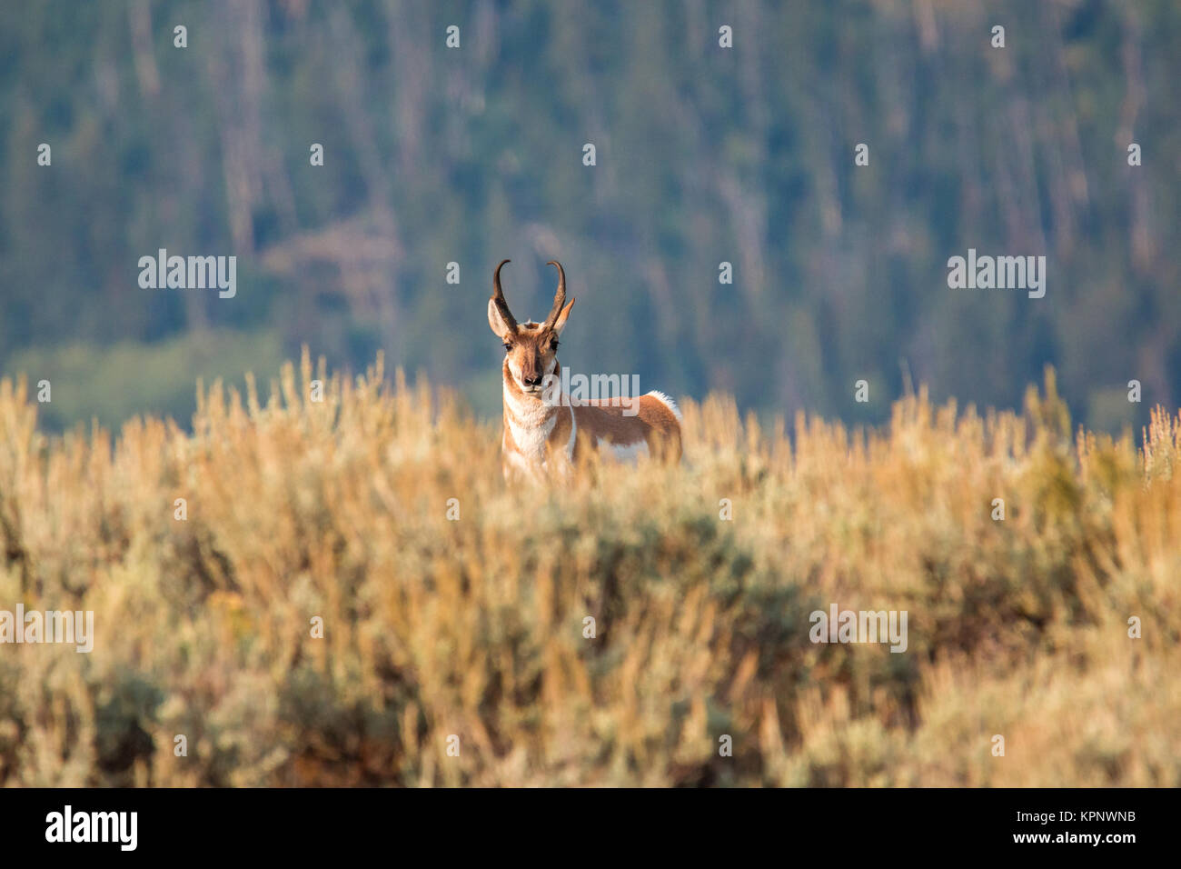 Pronghorn wandering the Lamar Valley Stock Photo