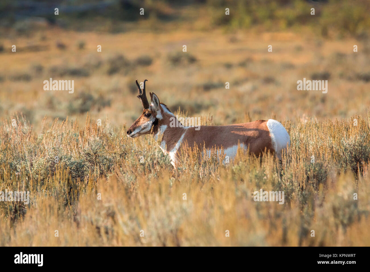 Pronghorn wandering the Lamar Valley Stock Photo