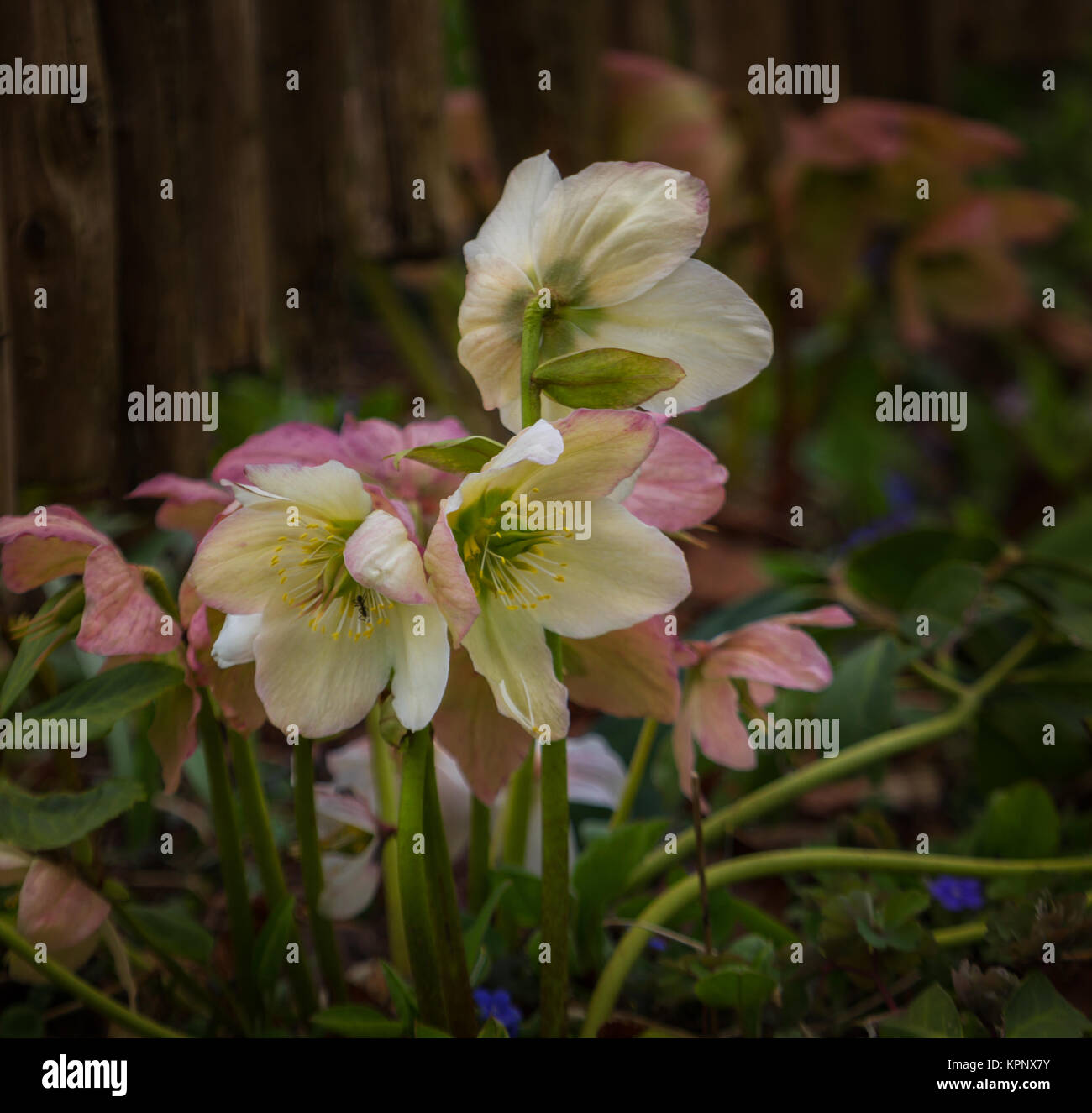 the last christmas roses with ant Stock Photo Alamy