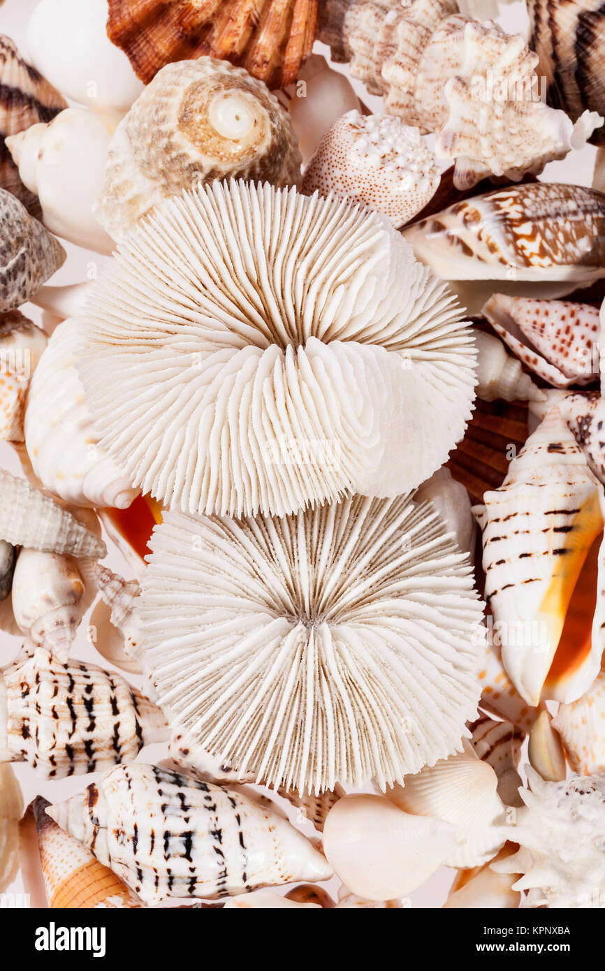 background of from different types of sea shells Stock Photo - Alamy