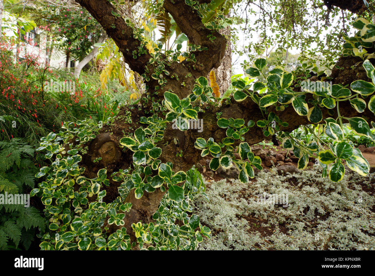 Taupata (Coprosma repens) - junge Triebe am Stamm, Funchal, Madeira, Portugal Stock Photo