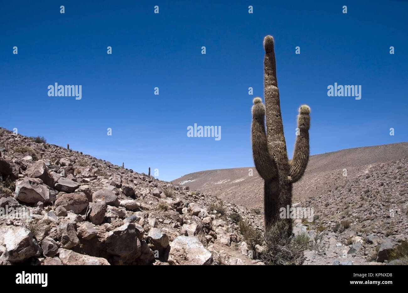 Kakteen in der Atacama-Wueste, Chile, Suedamerika - cactuses in Atacama desert, Chile, South America Stock Photo