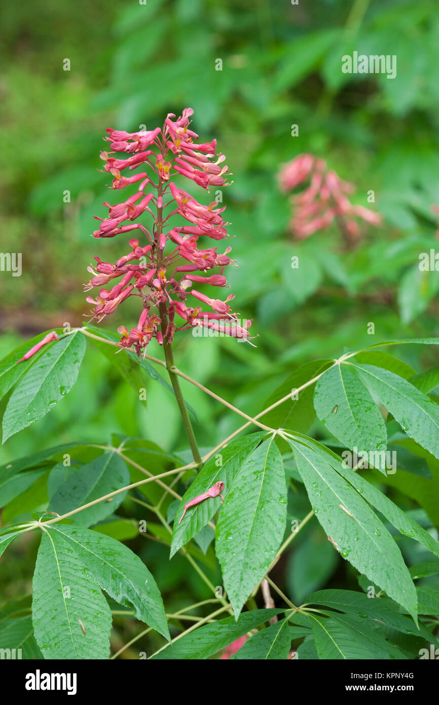 Red Buckeye (Aesculus pavia) blooming at Congaree Bluffs Heritage Preserve along the Congaree River, South Carolina in spring. Stock Photo