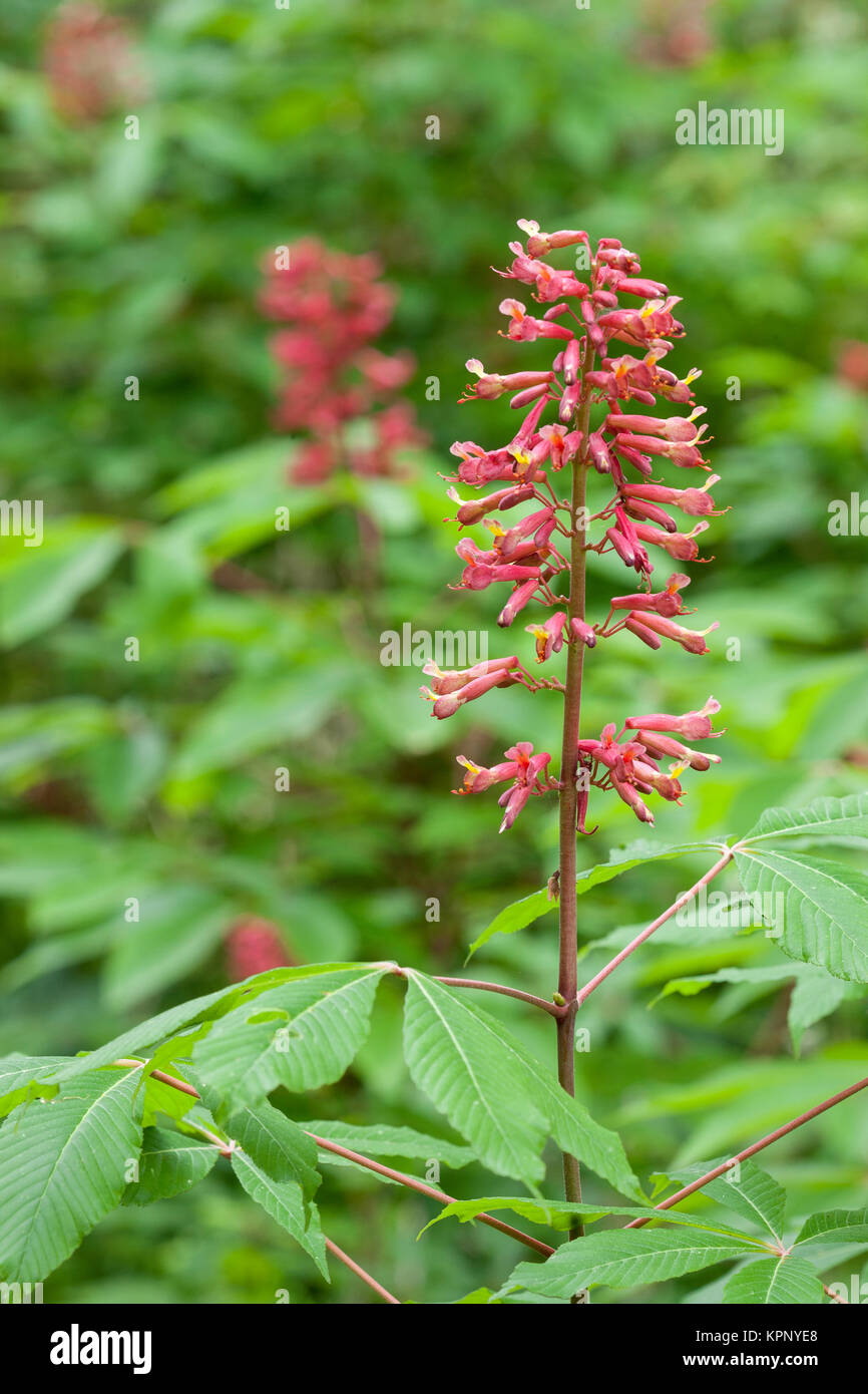 Red Buckeye (Aesculus pavia) blooming at Congaree Bluffs Heritage Preserve along the Congaree River, South Carolina in spring. Stock Photo