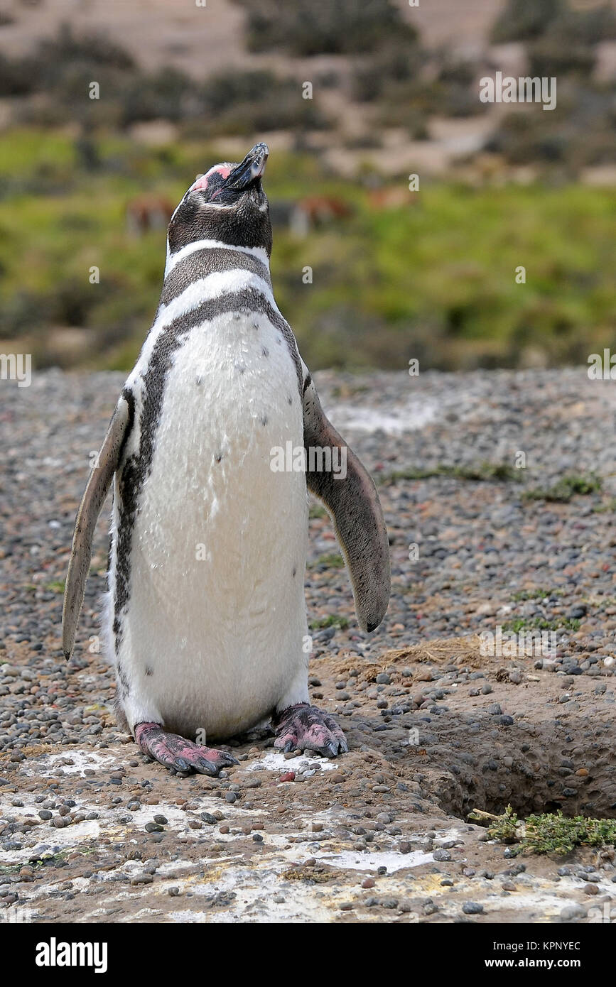 magellan penguin Stock Photo