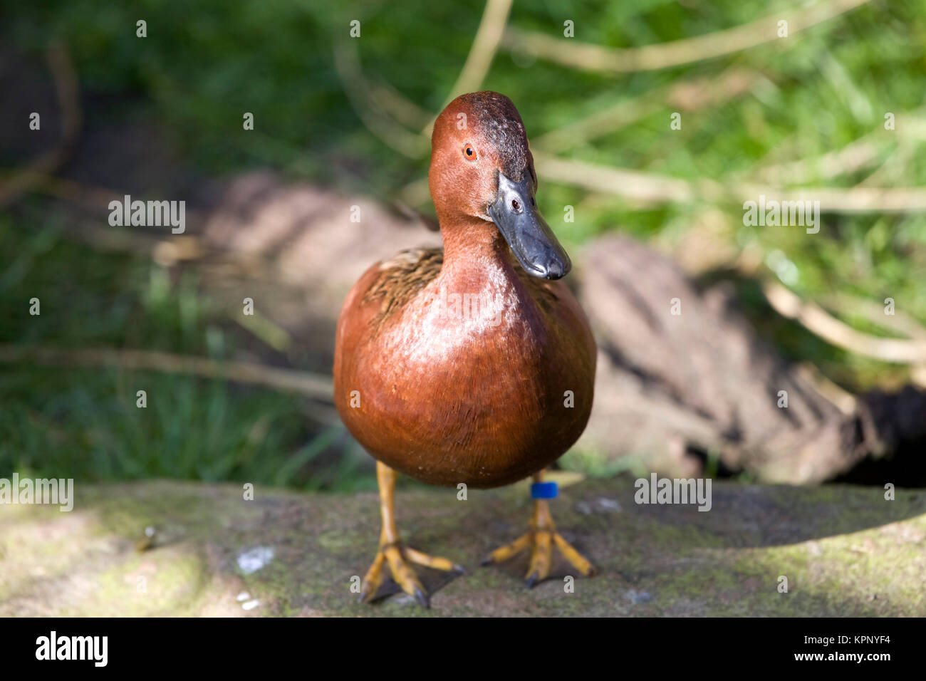 cinnamon,captive (anas cyanoptera) Stock Photo